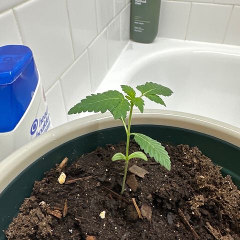 Gorrila nut #9 growlog timeline photo