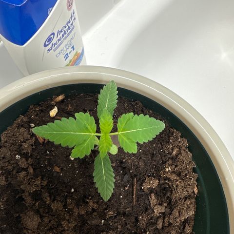 Gorrila nut #9 growlog timeline photo