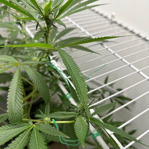 Gorrila nut #9 growlog timeline photo