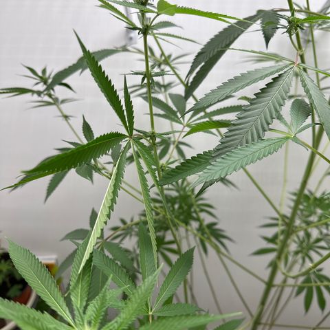 Gorrila nut #9 growlog timeline photo