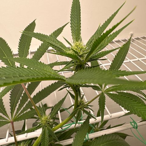 Gorrila nut #9 growlog timeline photo
