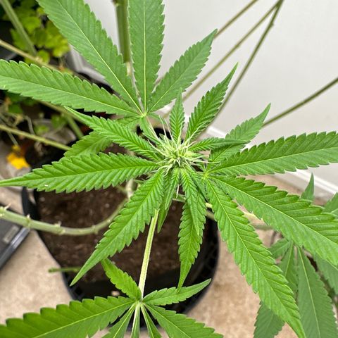 Gorrila nut #9 growlog timeline photo