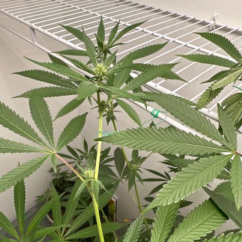 Gorrila nut #9 growlog timeline photo