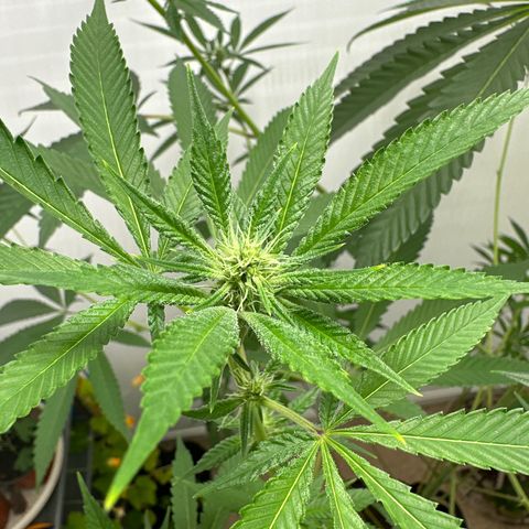 Gorrila nut #9 growlog timeline photo