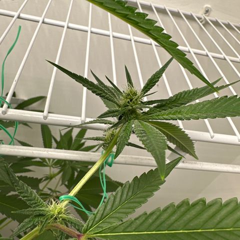 Gorrila nut #9 growlog timeline photo