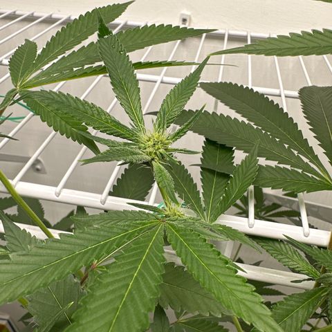 Gorrila nut #9 growlog timeline photo