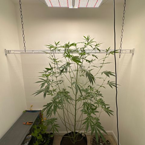 Gorrila nut #9 growlog timeline photo