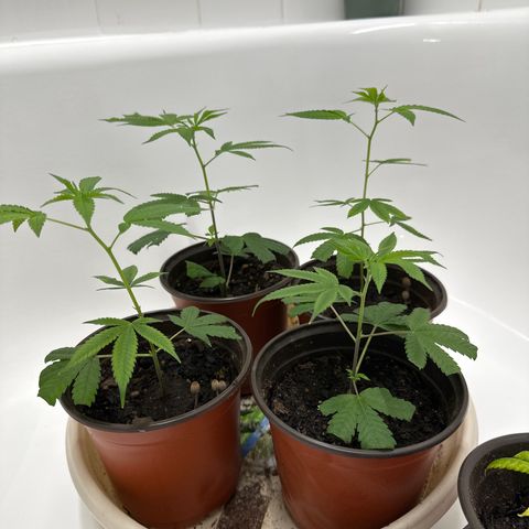 Gorrila nut #9 growlog timeline photo