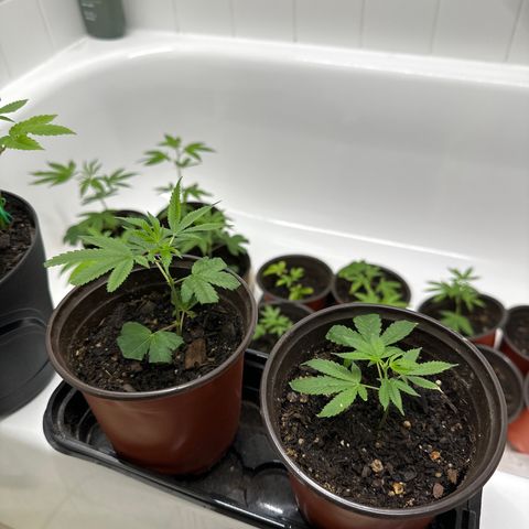 Gorrila nut #9 growlog timeline photo