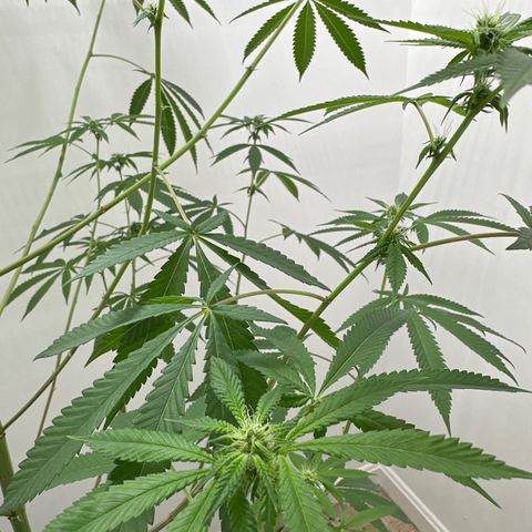 Gorrila nut #9 growlog timeline photo