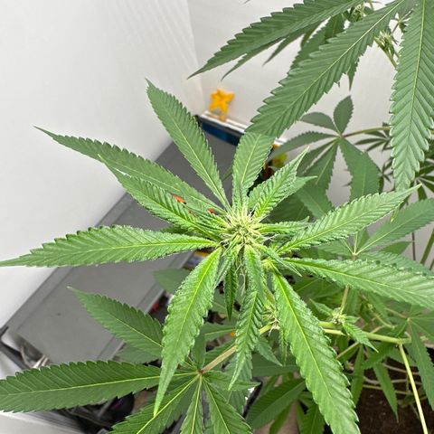 Gorrila nut #9 growlog timeline photo