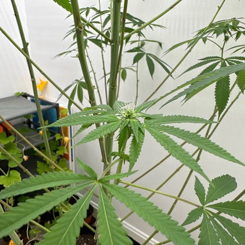 Gorrila nut #9 growlog timeline photo