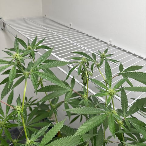 Gorrila nut #9 growlog timeline photo