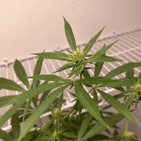 Gorrila nut #9 growlog timeline photo