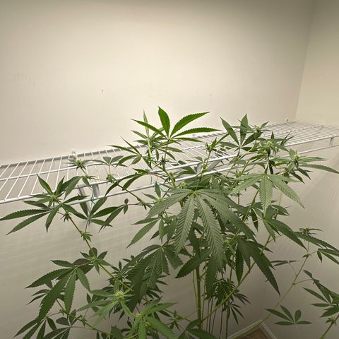 Gorrila nut #9 growlog timeline photo