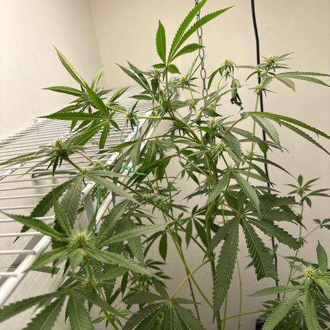 Gorrila nut #9 growlog timeline photo