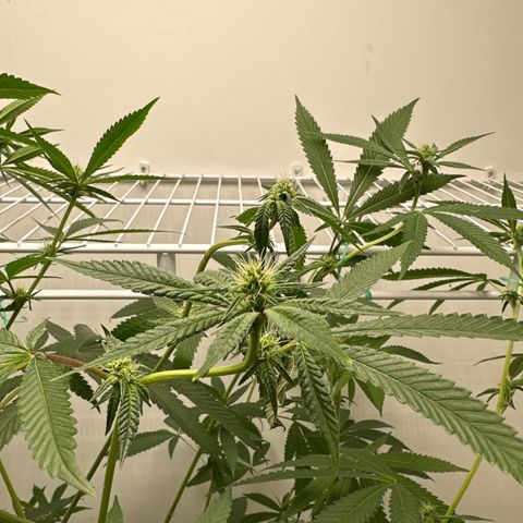 Gorrila nut #9 growlog timeline photo