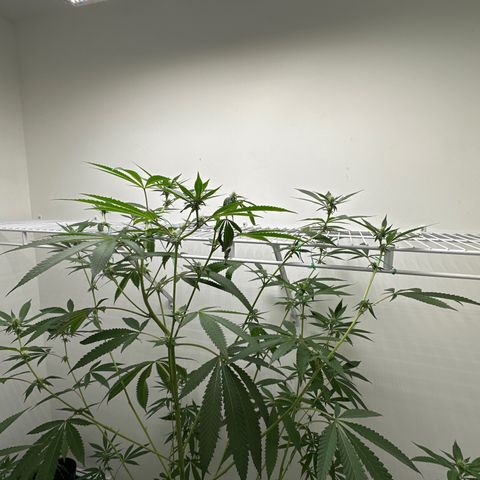 Gorrila nut #9 growlog timeline photo