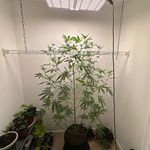 Gorrila nut #9 growlog timeline photo
