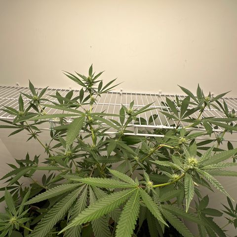 Gorrila nut #9 growlog timeline photo