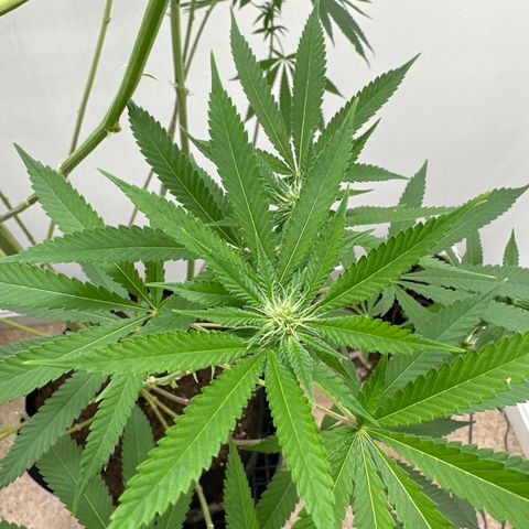Gorrila nut #9 growlog timeline photo