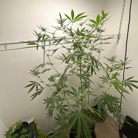 Gorrila nut #9 growlog timeline photo