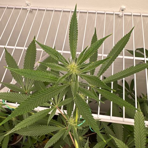Gorrila nut #9 growlog timeline photo