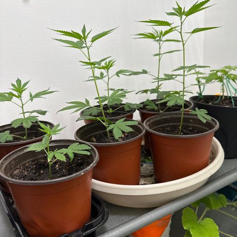 Gorrila nut #9 growlog timeline photo