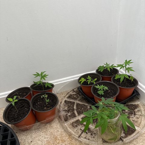 Gorrila nut #9 growlog timeline photo