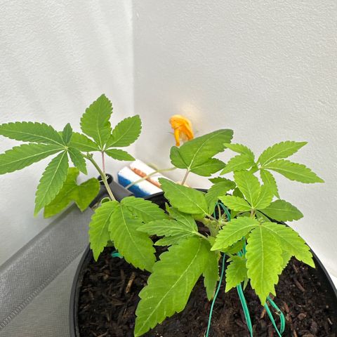Gorrila nut #9 growlog timeline photo