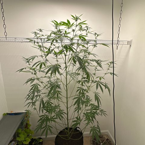 Gorrila nut #9 growlog timeline photo