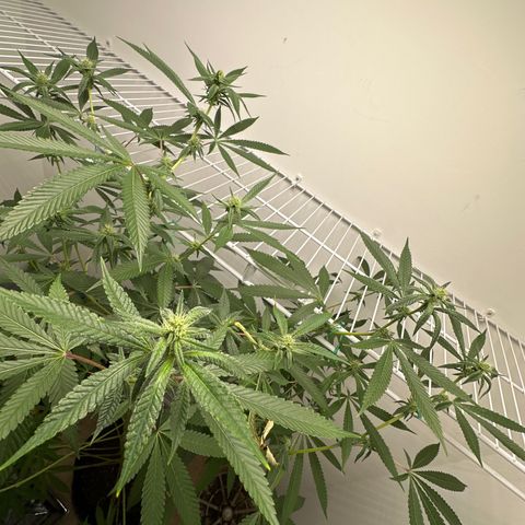Gorrila nut #9 growlog timeline photo