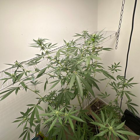 Gorrila nut #9 growlog timeline photo