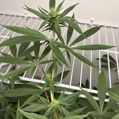 Gorrila nut #9 growlog timeline photo