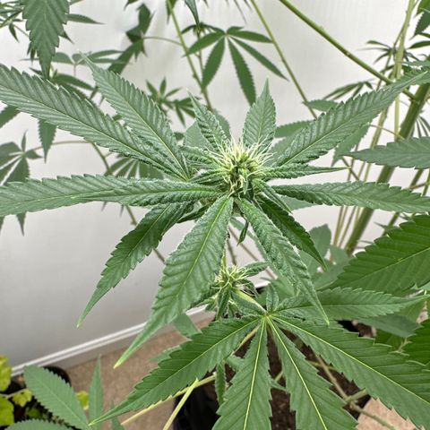 Gorrila nut #9 growlog timeline photo