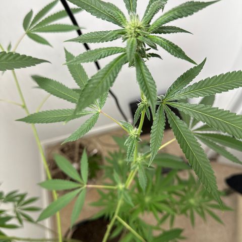 Gorrila nut #9 growlog timeline photo