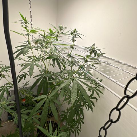 Gorrila nut #9 growlog timeline photo