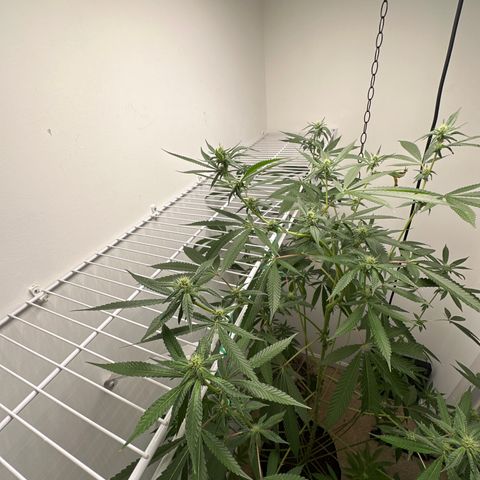 Gorrila nut #9 growlog timeline photo