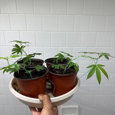 Gorrila nut #9 growlog timeline photo