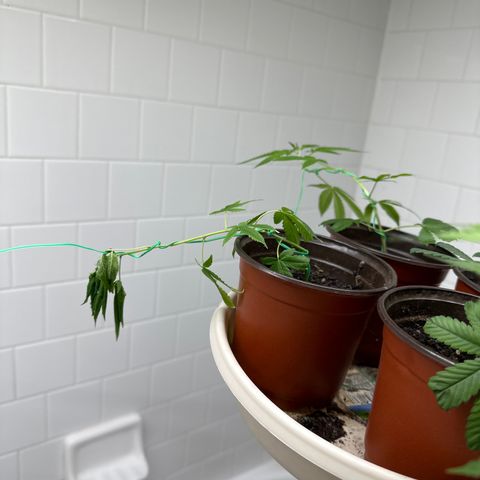 Gorrila nut #9 growlog timeline photo
