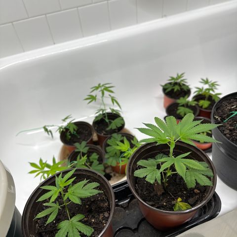 Gorrila nut #9 growlog timeline photo