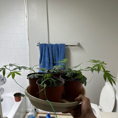 Gorrila nut #9 growlog timeline photo
