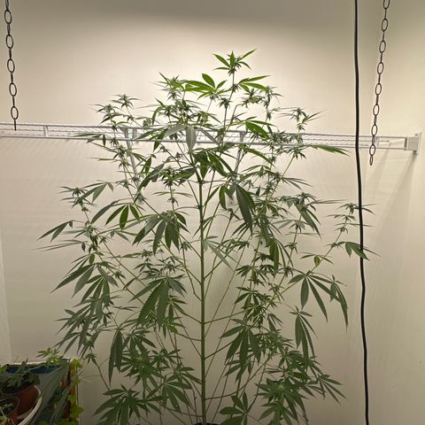 Gorrila nut #9 growlog timeline photo