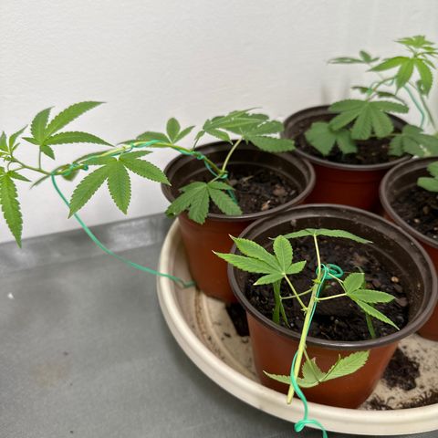 Gorrila nut #9 growlog timeline photo