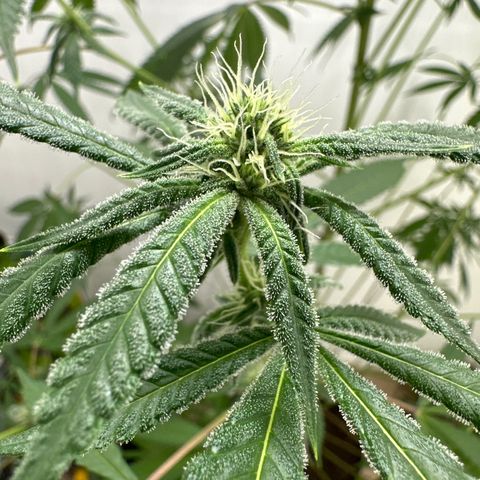 Gorrila nut #9 growlog timeline photo