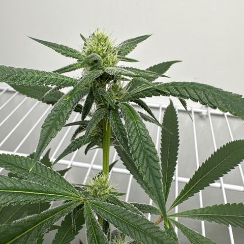 Gorrila nut #9 growlog timeline photo