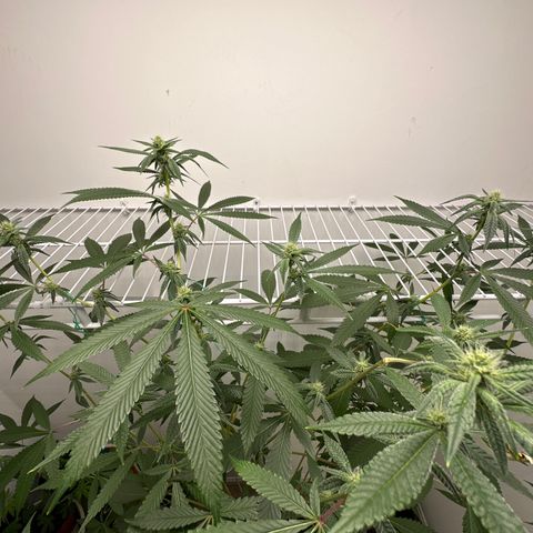 Gorrila nut #9 growlog timeline photo