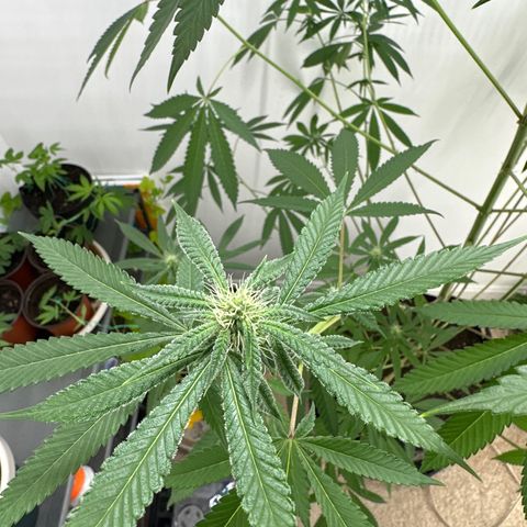 Gorrila nut #9 growlog timeline photo