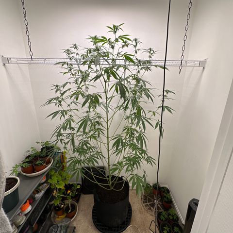 Gorrila nut #9 growlog timeline photo