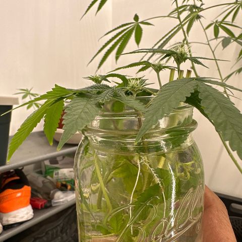Gorrila nut #9 growlog photo: Flowering cutting